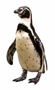 penguin-2691407_1920